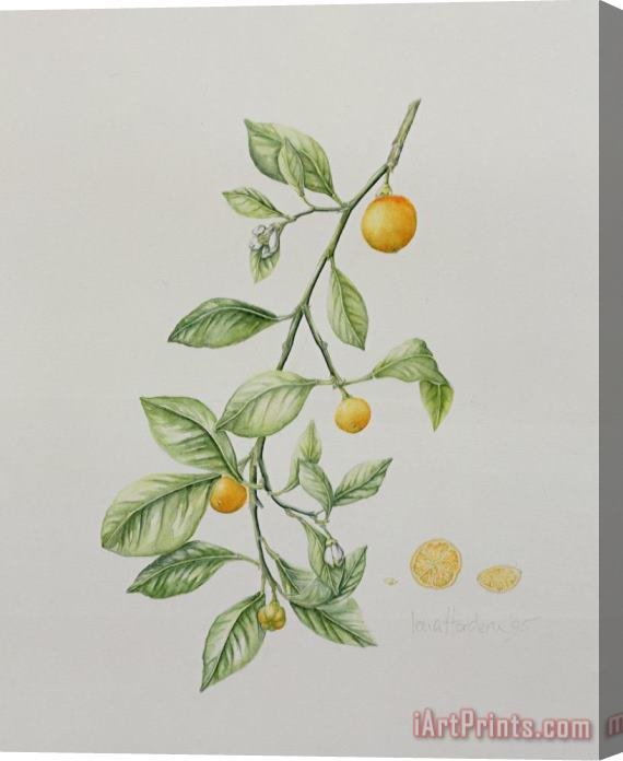 Iona Hordern Ornamental Orange Stretched Canvas Print / Canvas Art