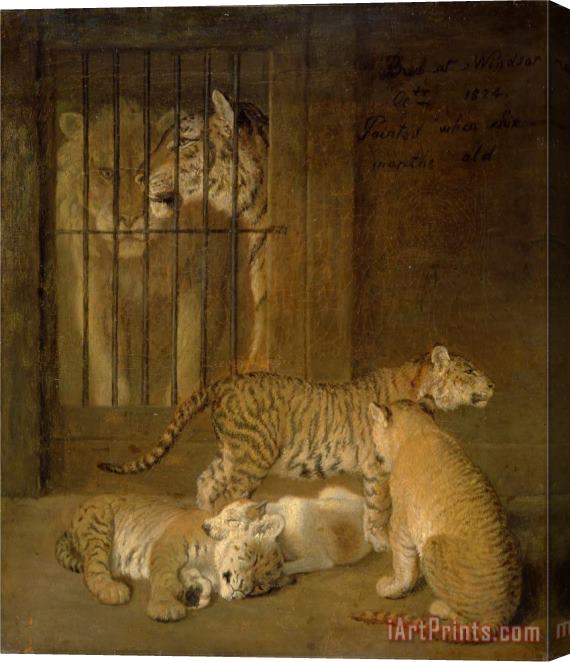 Jacques-Laurent Agasse Group of Whelps Bred Between a Lion And a Tigress Stretched Canvas Print / Canvas Art