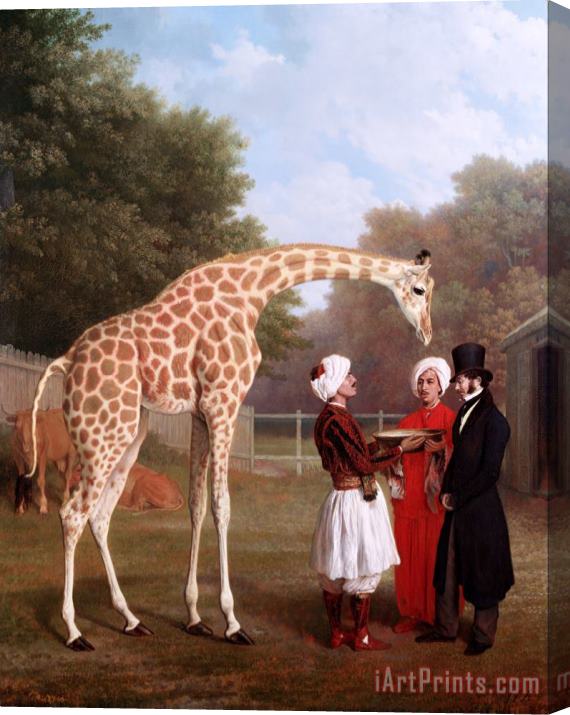 Jacques-Laurent Agasse Nubian Giraffe Stretched Canvas Print / Canvas Art
