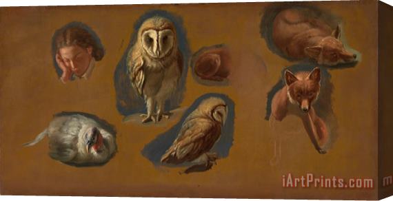 Jacques-Laurent Agasse Studies of a Fox, a Barn Owl, a Peahen, And The Head of a Young Man Stretched Canvas Print / Canvas Art