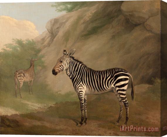 Jacques-Laurent Agasse Zebra Stretched Canvas Print / Canvas Art
