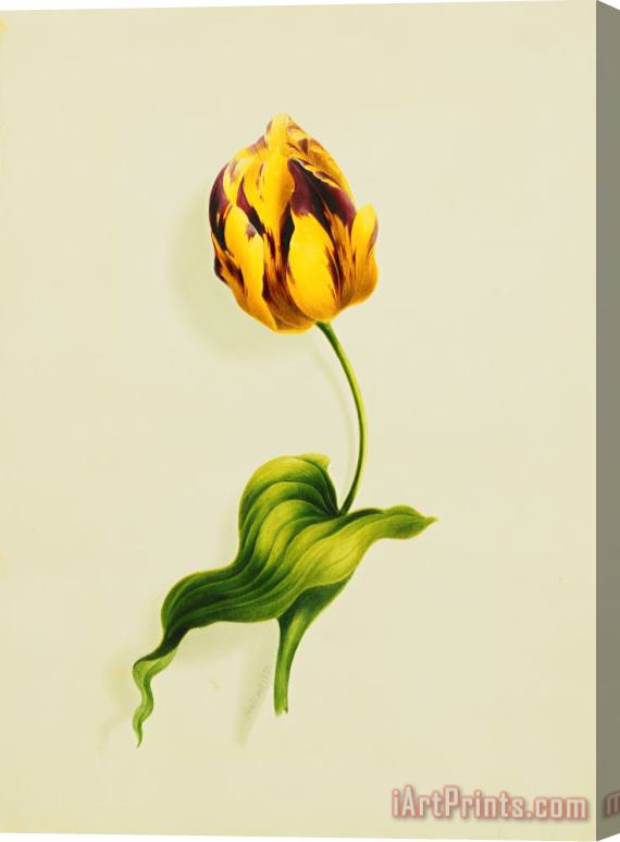 James Holland A Parrot Tulip Stretched Canvas Painting / Canvas Art