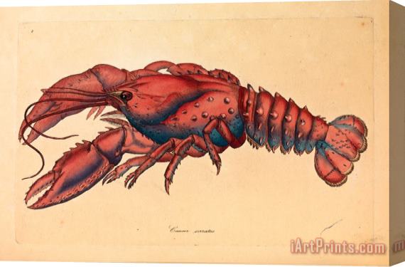 James Sowerby Serrated Lobster, Cancer Serratus Stretched Canvas Print / Canvas Art