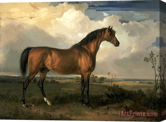 James Ward Eagle, a Celebrated Stallion Stretched Canvas Print / Canvas Art
