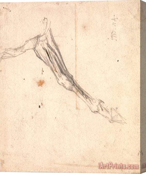 James Ward Horse's Foreleg Possibly a Study for 