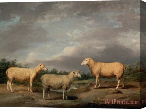James Ward Ryelands Sheep, The King's Ram, The King's Ewe And Lord Somerville's Wether Stretched Canvas Painting / Canvas Art