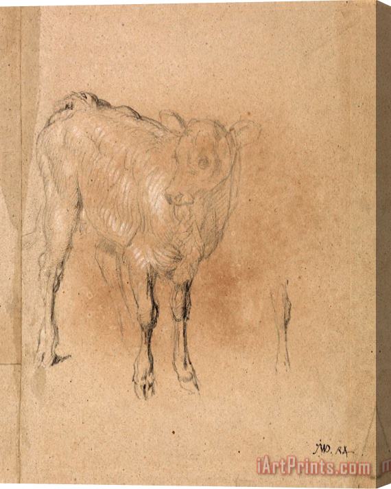 James Ward Study of a Calf Stretched Canvas Print / Canvas Art