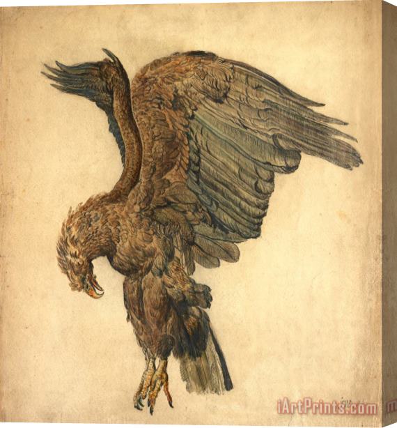 James Ward Study of a Plunging Eagle Stretched Canvas Print / Canvas Art