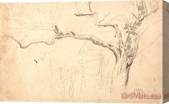 James Ward Tree Study Stretched Canvas Print / Canvas Art