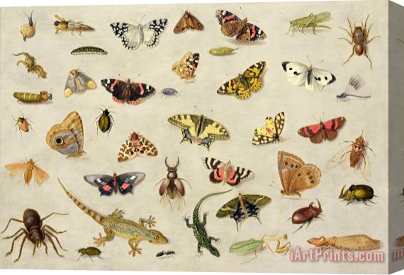 Jan Van Kessel A Study Of Insects Stretched Canvas Print / Canvas Art