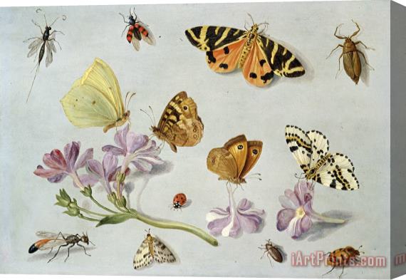 Jan Van Kessel Butterflies Stretched Canvas Painting / Canvas Art