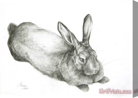 Jeanne Maze Rabbit Stretched Canvas Print / Canvas Art