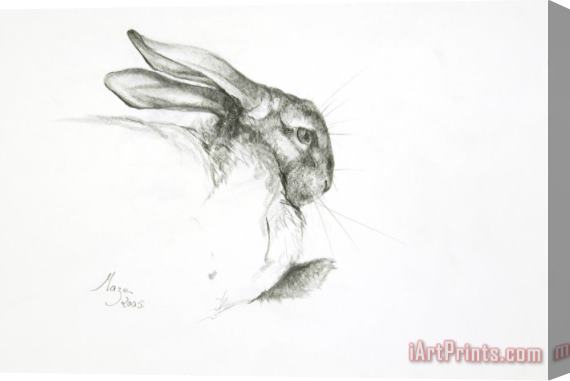 Jeanne Maze Study Of A Rabbit Stretched Canvas Print / Canvas Art