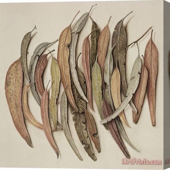 Jenny Barron Eucalyptus Leaves Stretched Canvas Print / Canvas Art