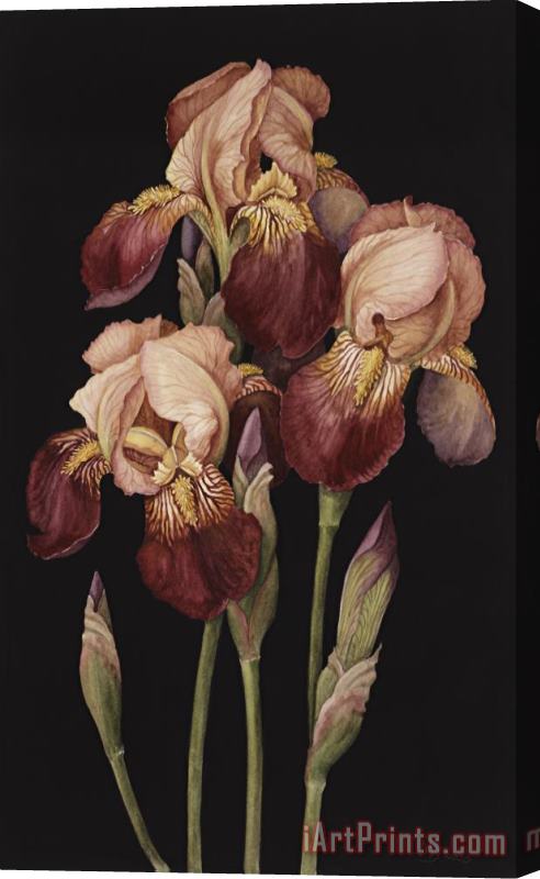 Jenny Barron Irises Stretched Canvas Print / Canvas Art