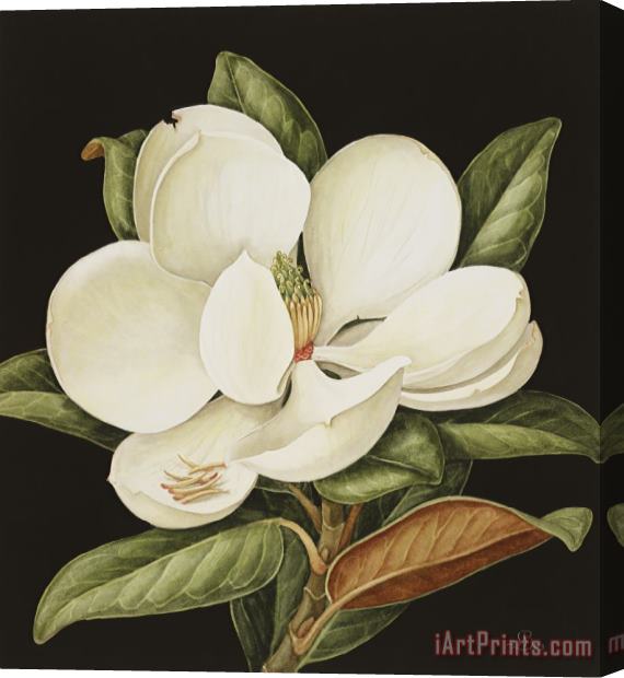 Jenny Barron Magnolia Grandiflora Stretched Canvas Print / Canvas Art