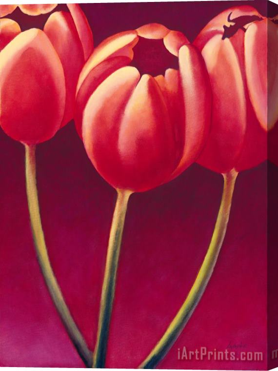 Jerome Lawrence Tulips are People XIV Stretched Canvas Print / Canvas Art