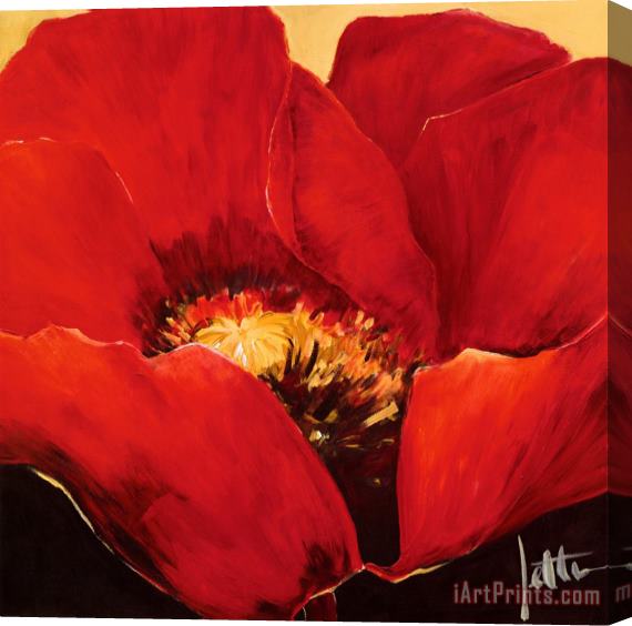Jettie Roseboom Red Beauty II Stretched Canvas Print / Canvas Art