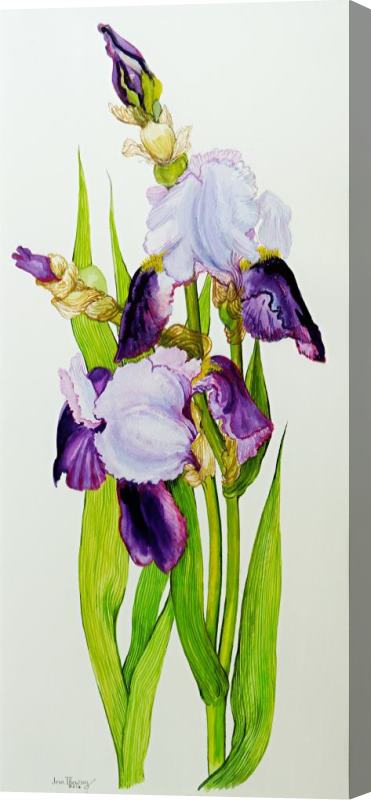 Joan Thewsey Mauve And Purple Irises With Two Buds Stretched Canvas Painting / Canvas Art