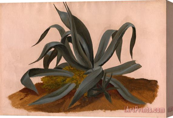 Johan Christian Dahl Study of an Agave Stretched Canvas Print / Canvas Art