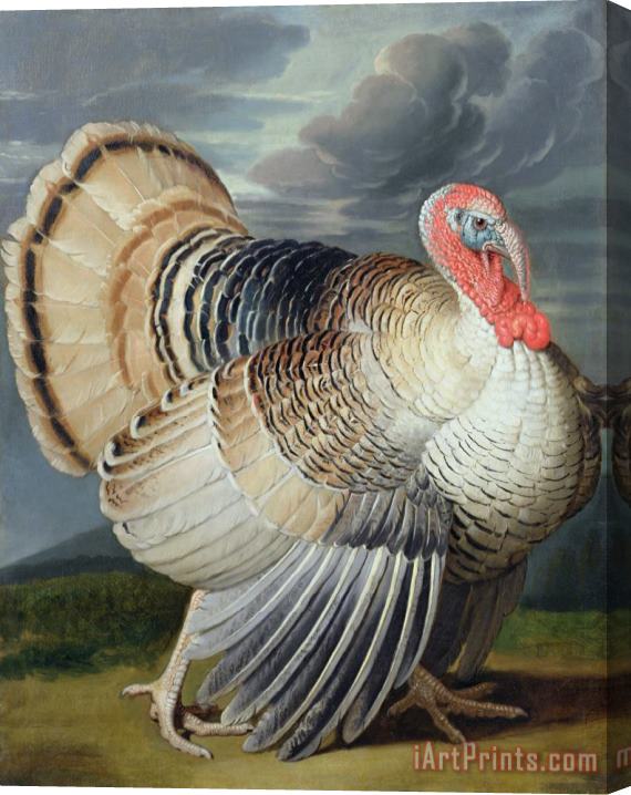 Johann Wenceslaus Peter Wenzal Portrait of a Turkey Stretched Canvas Painting / Canvas Art