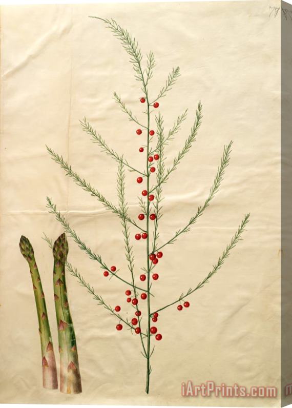 Johannes Simon Holtzbecher Asparagus Officinalis Stretched Canvas Print / Canvas Art
