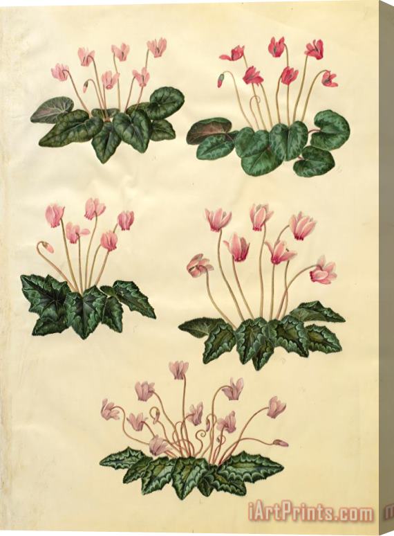 Johannes Simon Holtzbecher Cyclamen Purpurascens; Cyclamen Hederifolium Stretched Canvas Print / Canvas Art