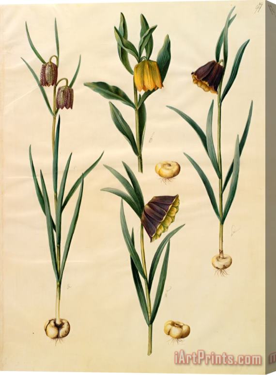 Johannes Simon Holtzbecher Fritillaria Meleagris; Fritullaria Lutea Eller Fritullaria Latifolia Var Lutea; Fritillaria Pyrenaic Stretched Canvas Print / Canvas Art