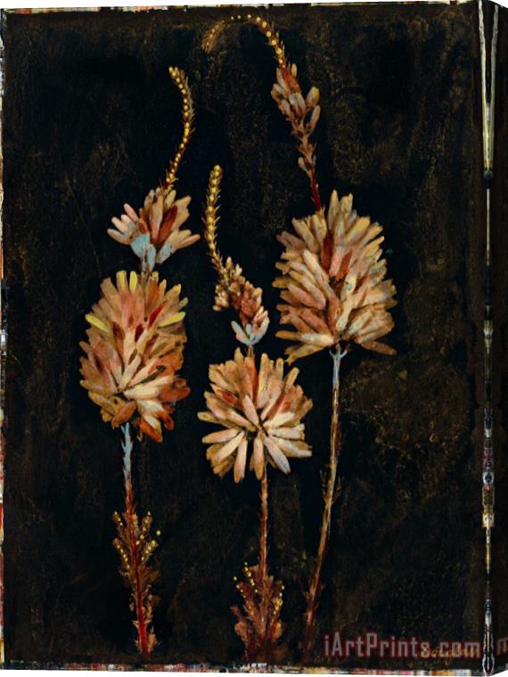 John Douglas Floral Negative Iv Stretched Canvas Print / Canvas Art