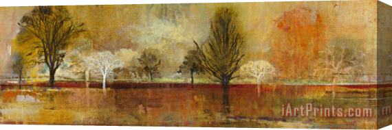 John Douglas Tree Shadows II Stretched Canvas Painting / Canvas Art