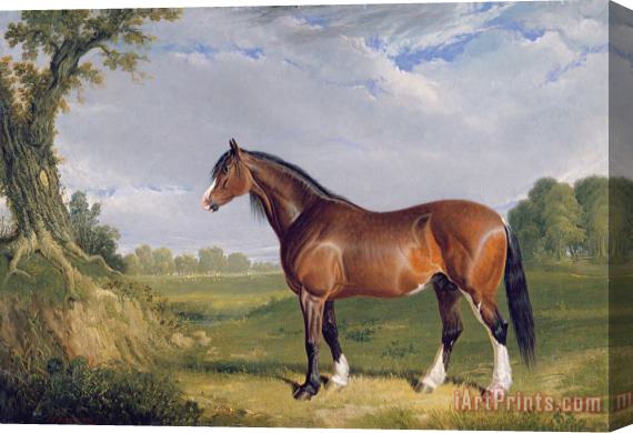 John Frederick Herring Snr A Clydesdale Stallion Stretched Canvas Painting / Canvas Art