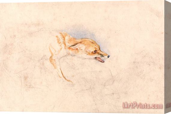 John Frederick Lewis Study of a Crouching Fox, Facing Right Stretched Canvas Print / Canvas Art