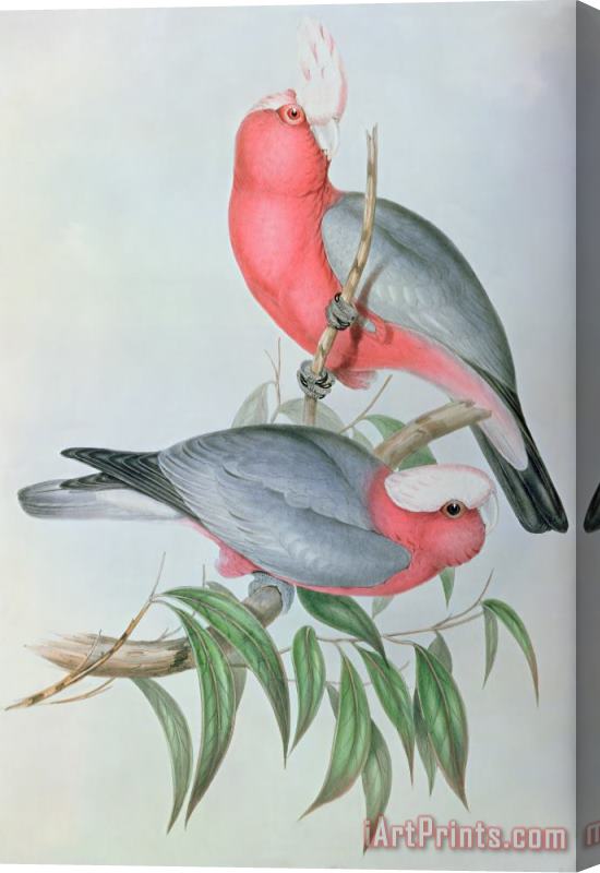 John Gould Birds Of Asia Stretched Canvas Painting / Canvas Art