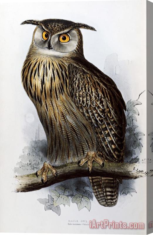 John Gould Eagle Owl Stretched Canvas Print / Canvas Art