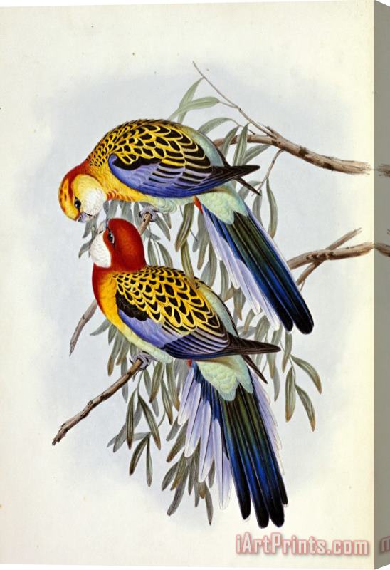 John Gould Eastern Rosella Stretched Canvas Painting / Canvas Art
