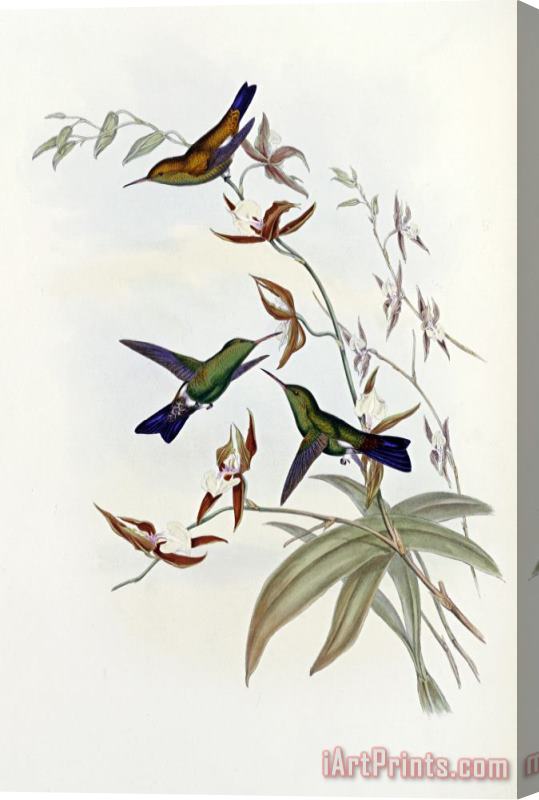 John Gould Family of Hummingbirds Stretched Canvas Print / Canvas Art