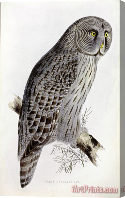 John Gould Great Cinereous Owl Stretched Canvas Print / Canvas Art
