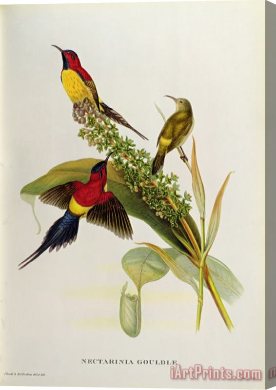 John Gould Nectarinia Gouldae Stretched Canvas Print / Canvas Art