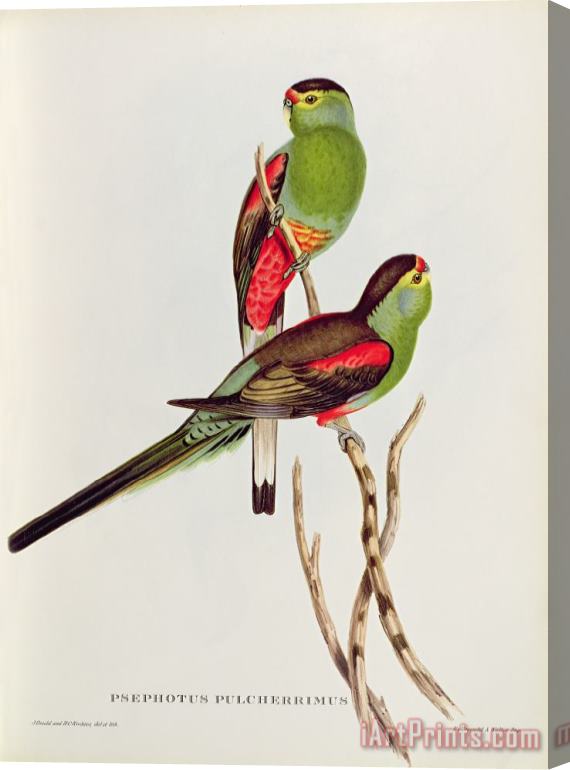 John Gould Psephotus Pulcherrimus Stretched Canvas Print / Canvas Art