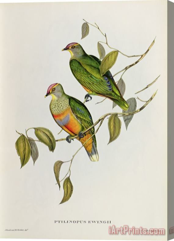 John Gould Ptilinopus Ewingii Stretched Canvas Print / Canvas Art