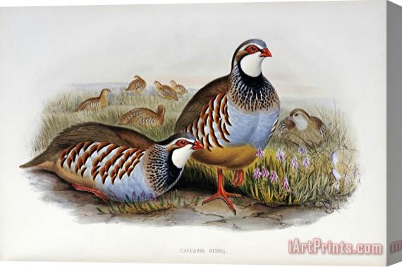 John Gould Red Legged Partridges Stretched Canvas Painting / Canvas Art