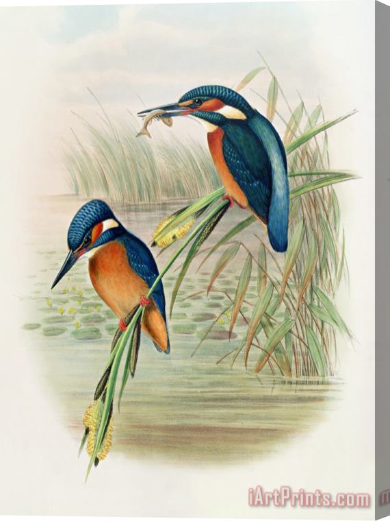John Gould William Hart Alcedo Ispida Plate From The Birds Of Great Britain By John Gould Stretched Canvas Print / Canvas Art