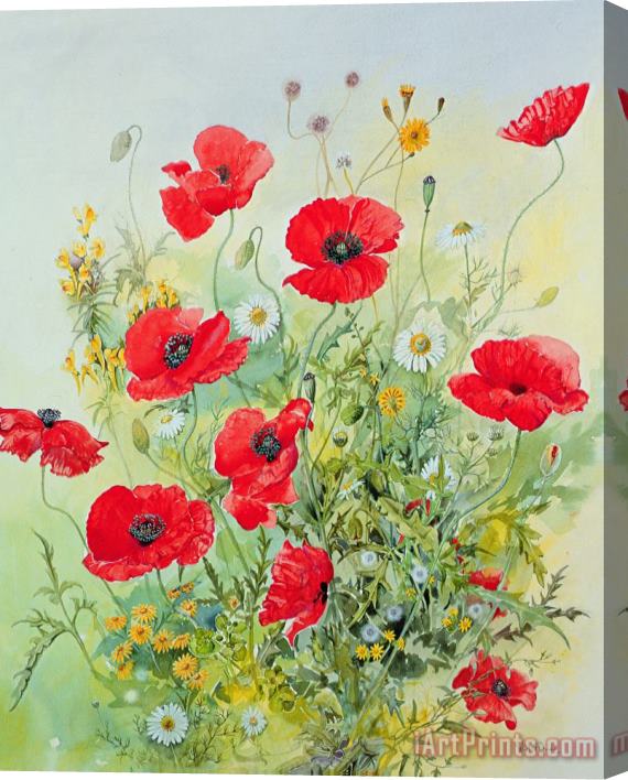 John Gubbins Poppies and Mayweed Stretched Canvas Painting / Canvas Art