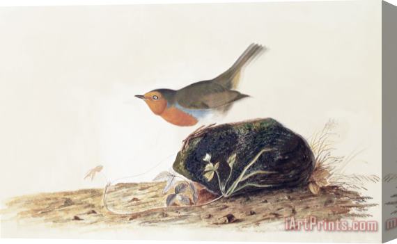 John James Audubon A Robin Perched on a Mossy Stone Stretched Canvas Painting / Canvas Art