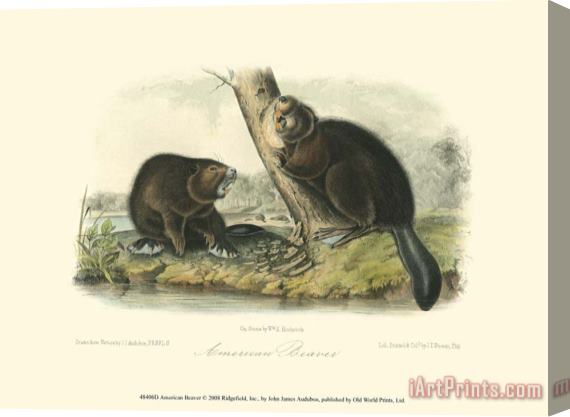 John James Audubon American Beaver Stretched Canvas Print / Canvas Art
