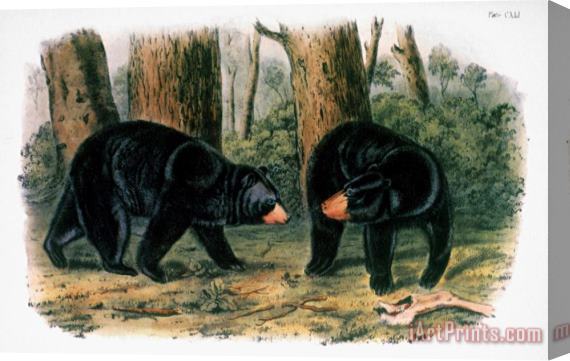 John James Audubon American Black Bear 1844 Stretched Canvas Painting / Canvas Art