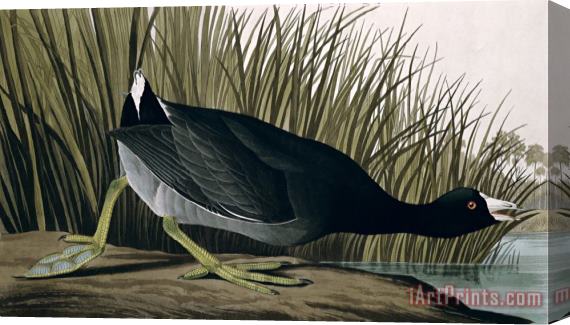 John James Audubon American Coot From Birds of America 1835 Stretched Canvas Print / Canvas Art