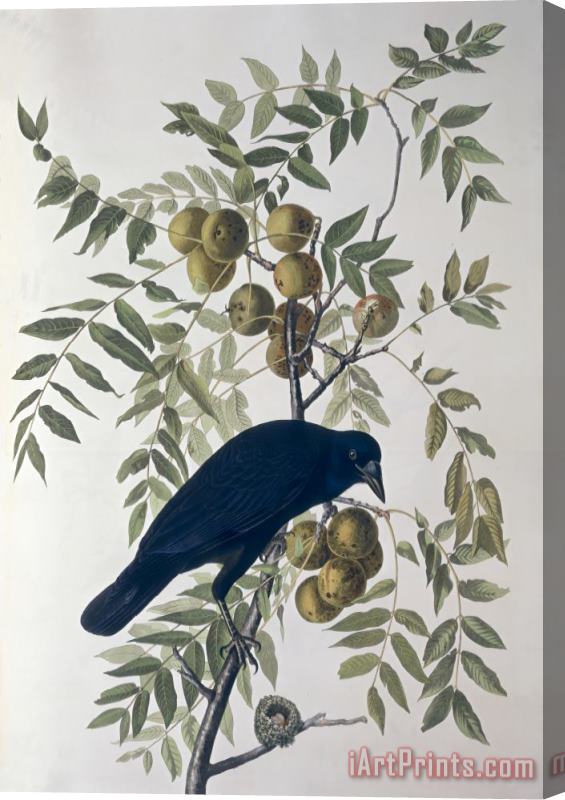 John James Audubon American Crow Stretched Canvas Print / Canvas Art