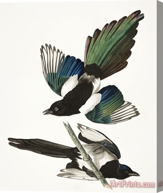 John James Audubon American Magpie Stretched Canvas Painting / Canvas Art
