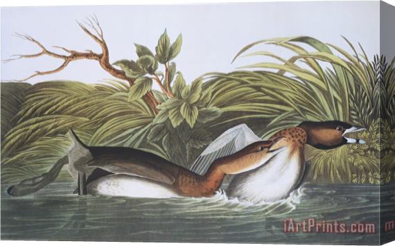 John James Audubon American Pied Bill Dobchick Stretched Canvas Print / Canvas Art